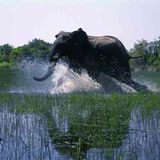 Kino: Kinotipp: African Safari 3D - Bild 13