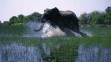 Kino: Kinotipp: African Safari 3D - Bild 13
