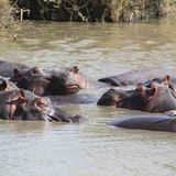 Kino: Kinotipp: African Safari 3D - Bild 15