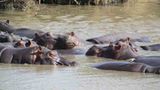 Kino: Kinotipp: African Safari 3D - Bild 15