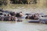 Kino: Kinotipp: African Safari 3D - Bild 15