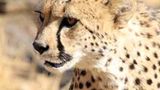 Kino: Kinotipp: African Safari 3D - Bild 16