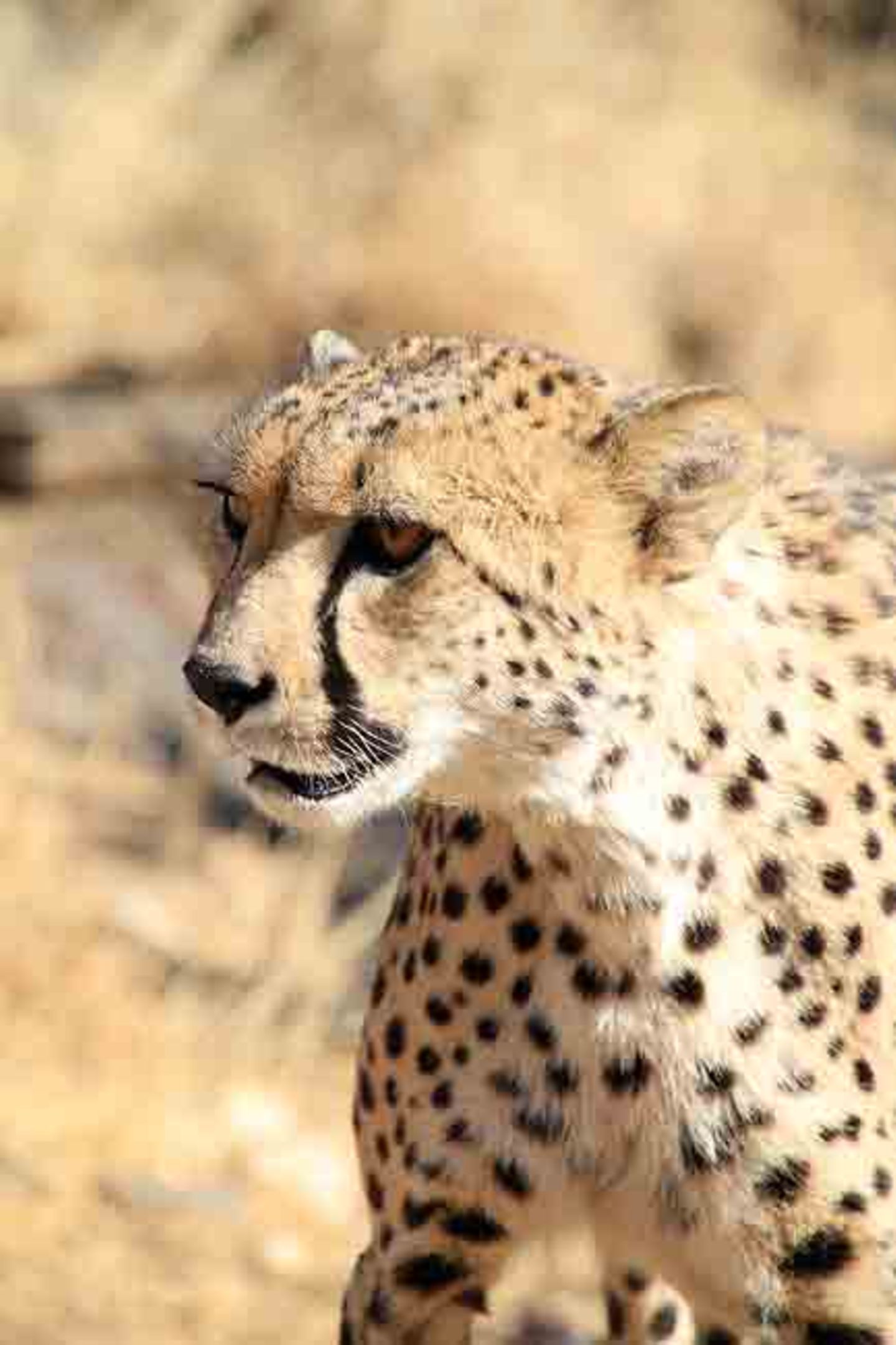 Kino: Kinotipp: African Safari 3D - Bild 16