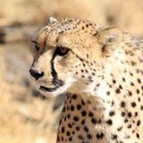 Kino: Kinotipp: African Safari 3D - Bild 16