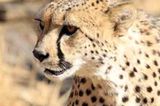 Kino: Kinotipp: African Safari 3D - Bild 16