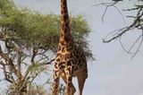 Kino: Kinotipp: African Safari 3D - Bild 17