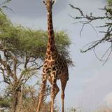 Kino: Kinotipp: African Safari 3D - Bild 17