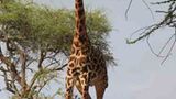 Kino: Kinotipp: African Safari 3D - Bild 17