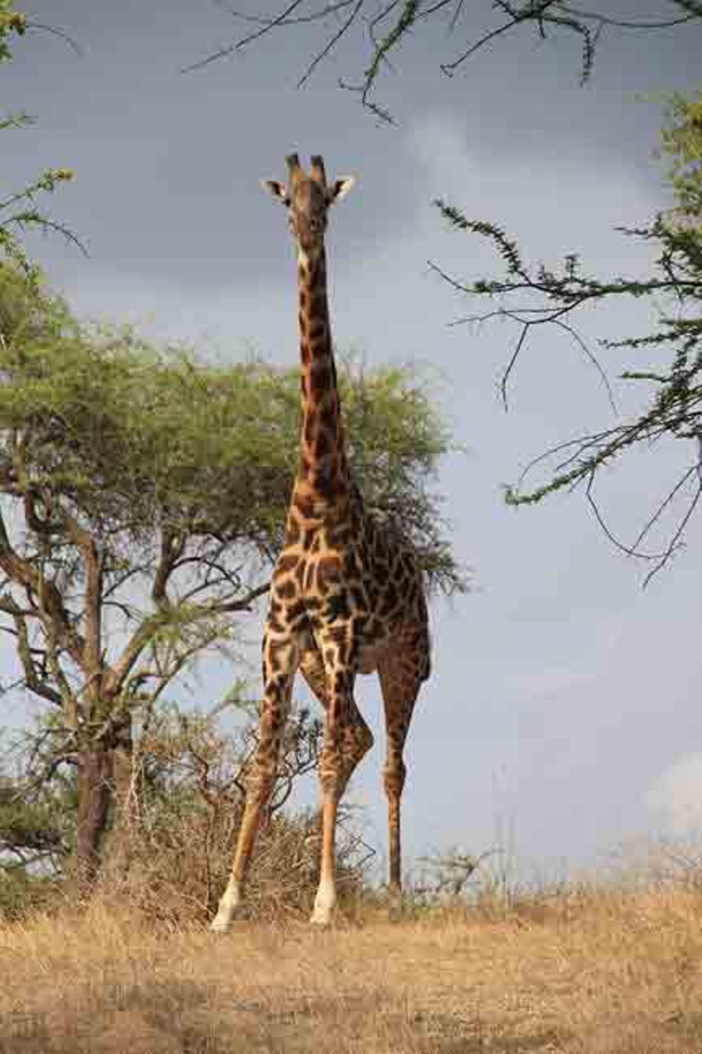 Kino: Kinotipp: African Safari 3D - Bild 17
