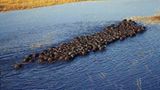 Kino: Kinotipp: African Safari 3D - Bild 18