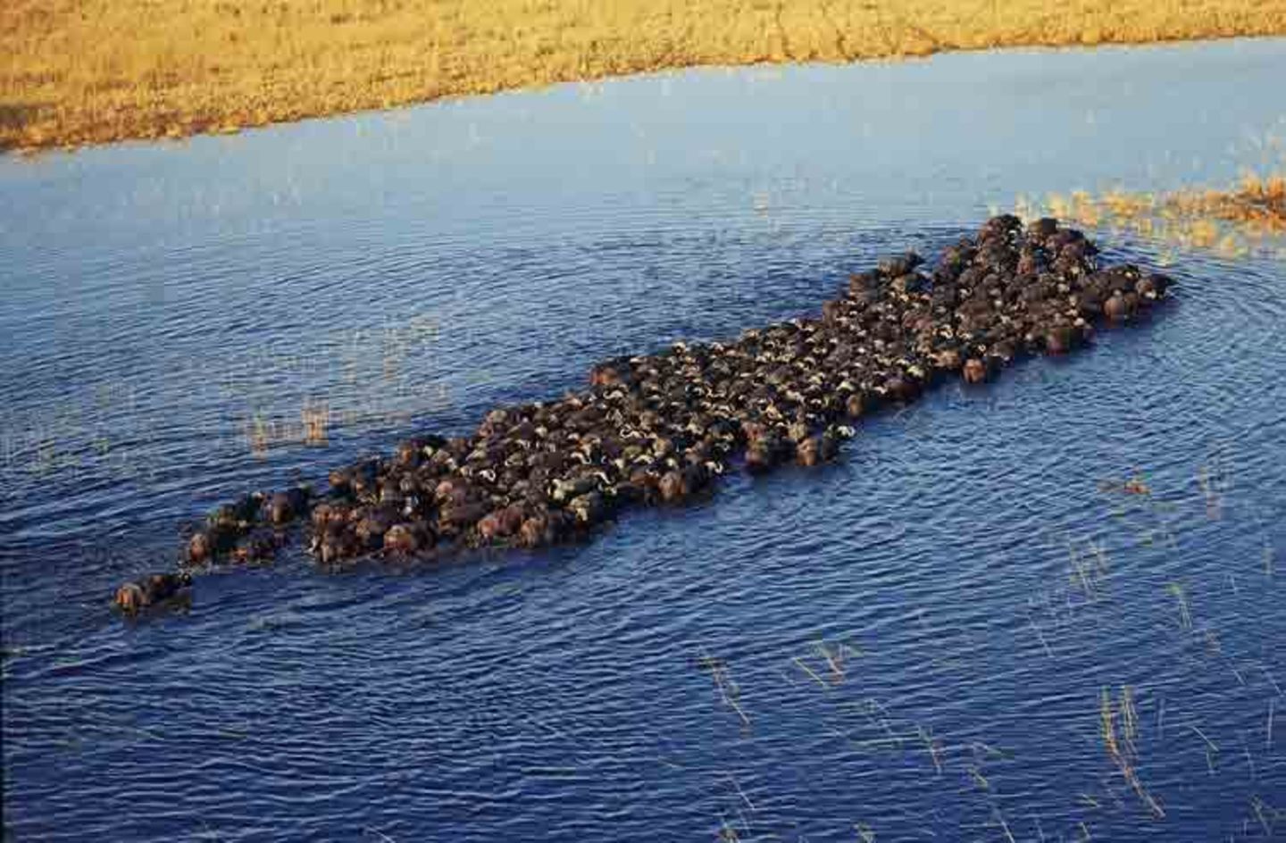 Kino: Kinotipp: African Safari 3D - Bild 18