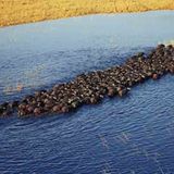 Kino: Kinotipp: African Safari 3D - Bild 18