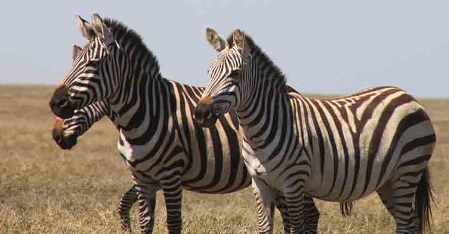 Kino: Kinotipp: African Safari 3D - Bild 21