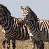 Kino: Kinotipp: African Safari 3D - Bild 21