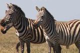 Kino: Kinotipp: African Safari 3D - Bild 21