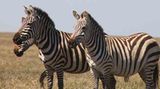 Kino: Kinotipp: African Safari 3D - Bild 21