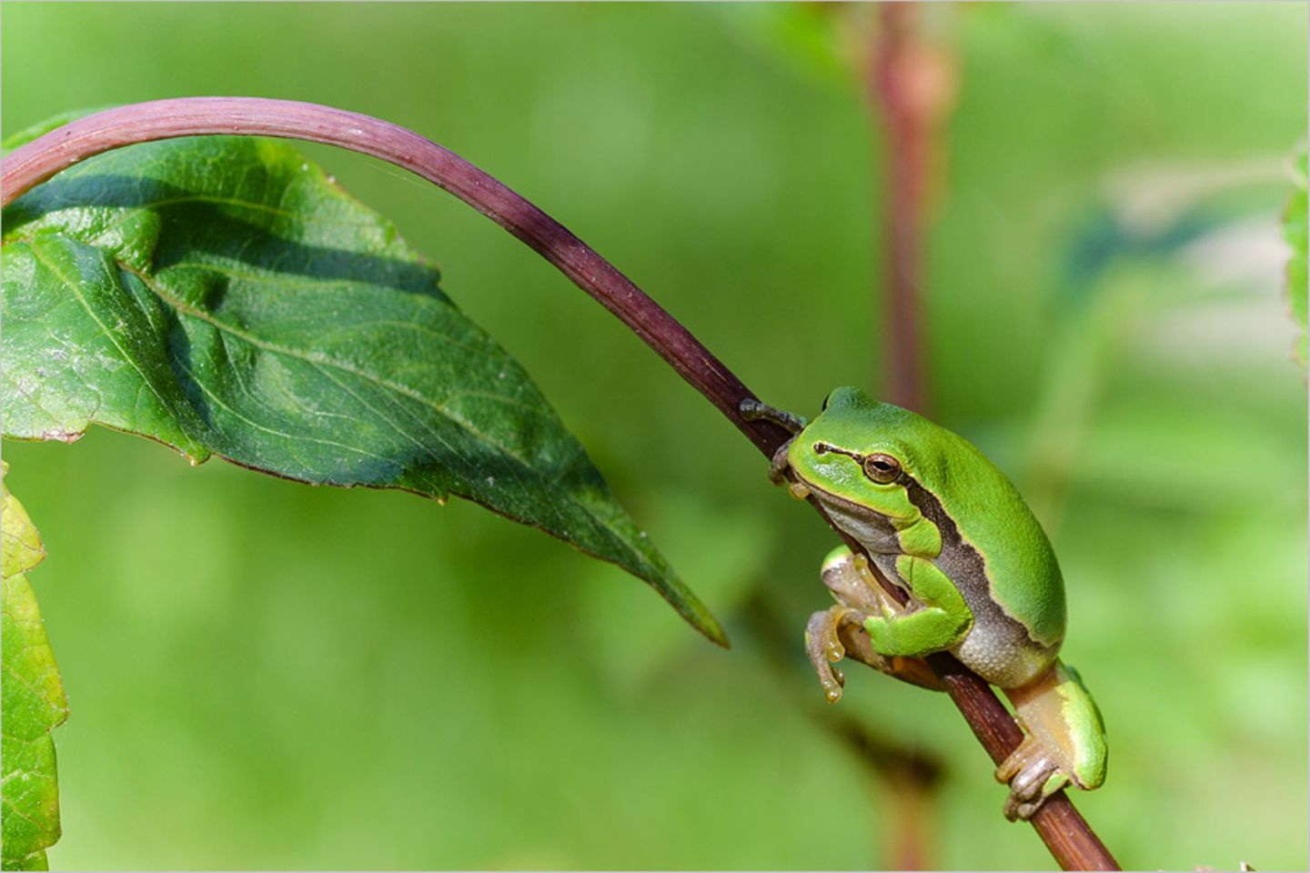 Laubfrosch