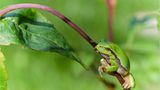 Laubfrosch