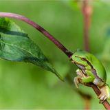 Laubfrosch