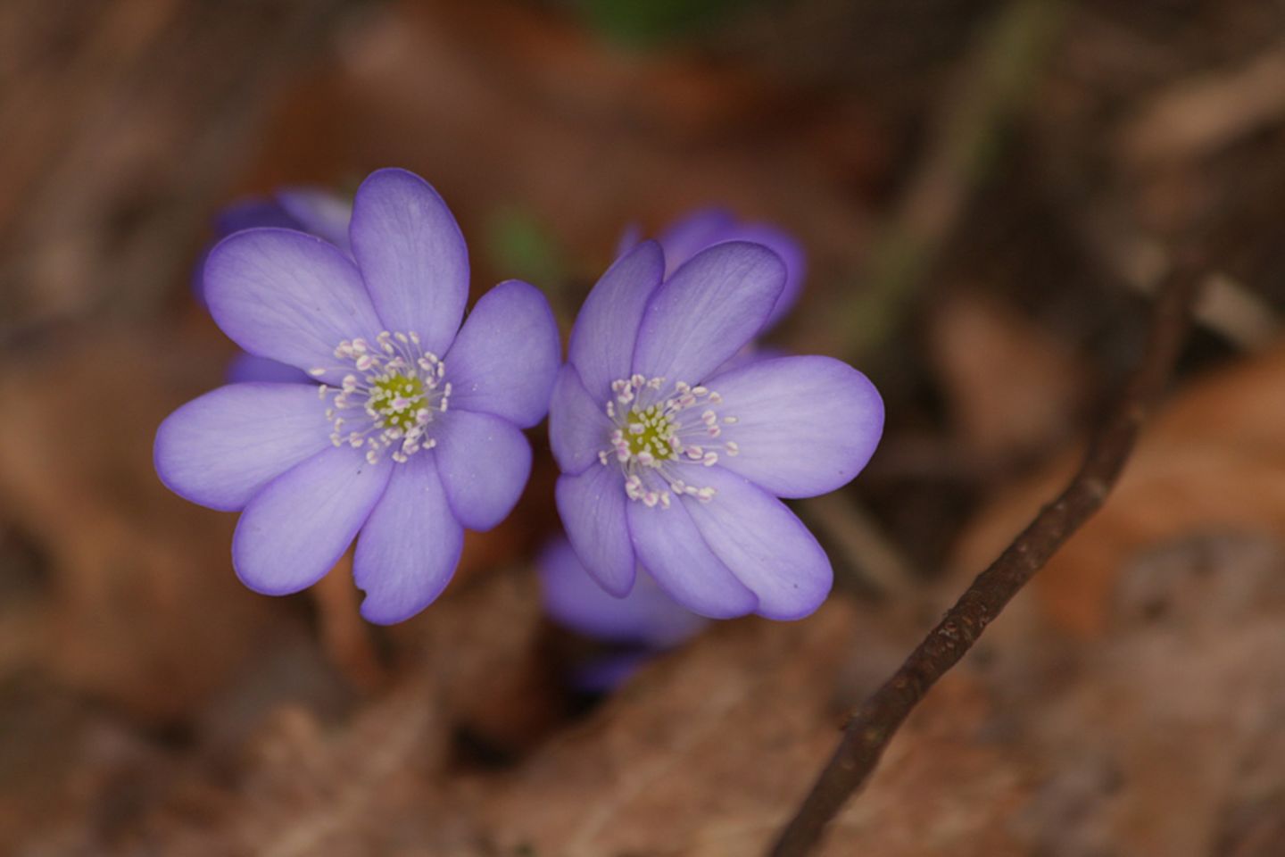 Leberblümchen