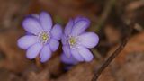 Leberblümchen