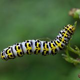 Raupe des Königskerzen-Mönchs