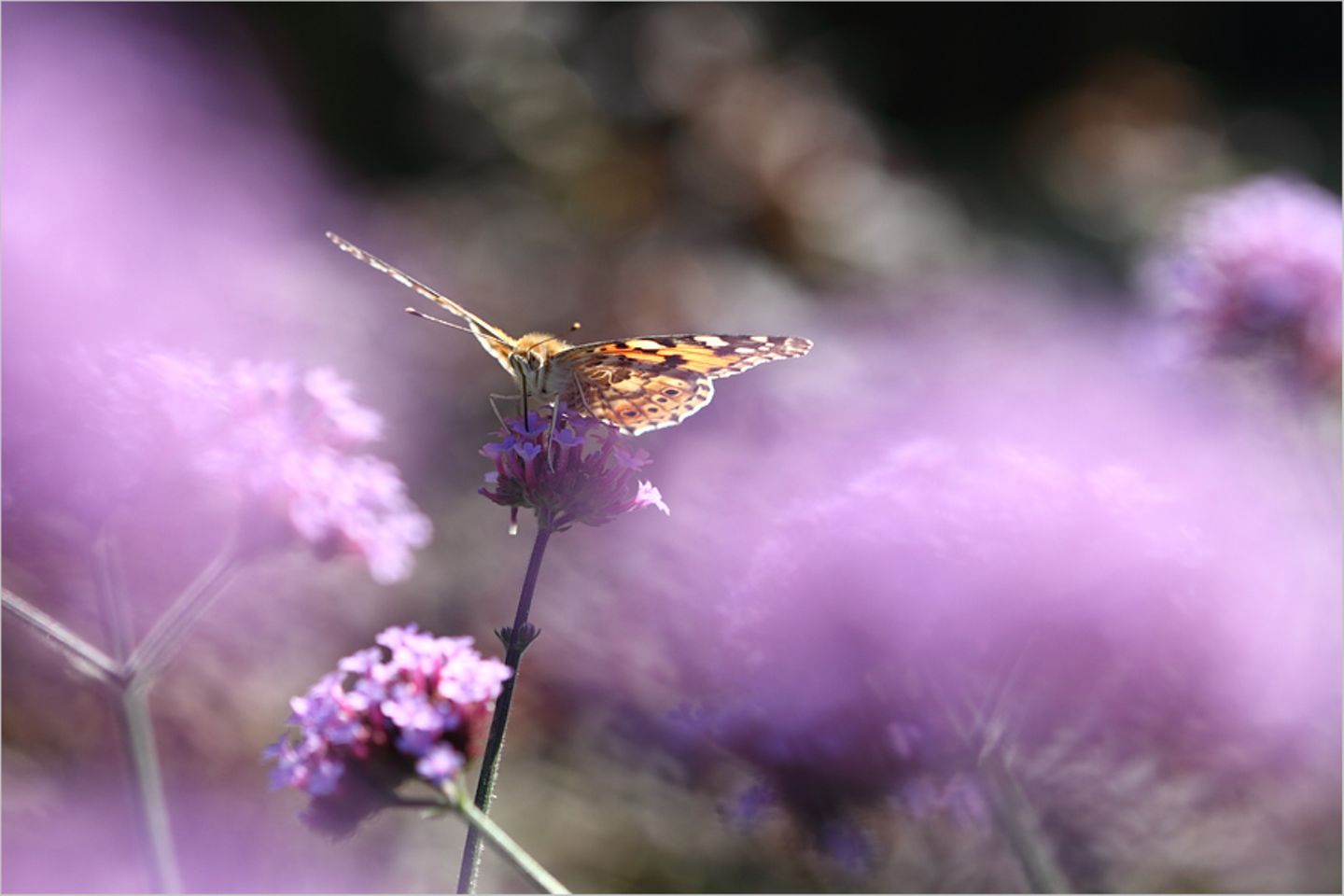 Schmetterling
