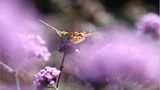 Schmetterling