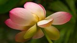 Lotusblume