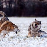 Fotogalerie: Am Puls der Natur - Bild 4