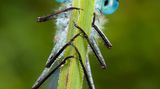 Fotogalerie: Am Puls der Natur - Bild 5