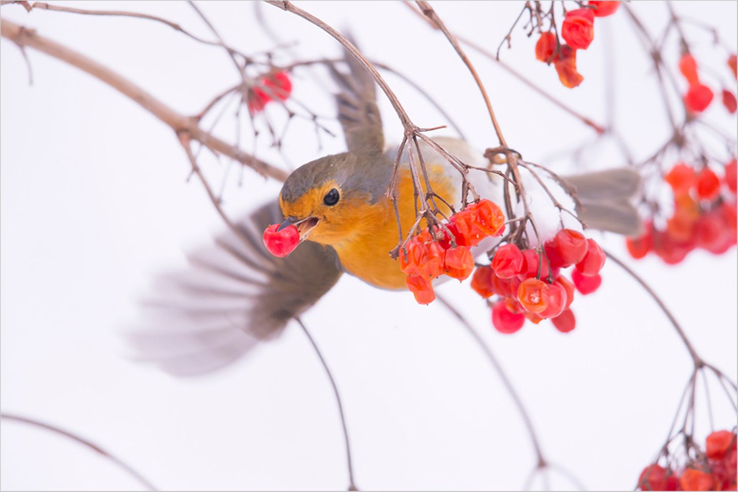 Fotogalerie: Am Puls der Natur - Bild 8