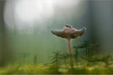 Fotogalerie: Am Puls der Natur - Bild 9