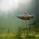 Fotogalerie: Am Puls der Natur - Bild 9