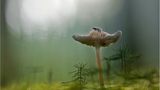 Fotogalerie: Am Puls der Natur - Bild 9