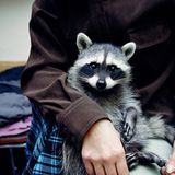 Tiere: Fotostrecke: In guten Händen - Bild 2