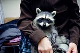 Tiere: Fotostrecke: In guten Händen - Bild 2
