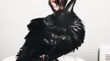 Tiere: Fotostrecke: In guten Händen - Bild 3