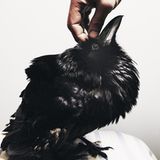 Tiere: Fotostrecke: In guten Händen - Bild 3