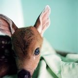 Tiere: Fotostrecke: In guten Händen - Bild 4