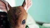 Tiere: Fotostrecke: In guten Händen - Bild 4