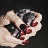 Tiere: Fotostrecke: In guten Händen - Bild 5