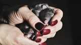 Tiere: Fotostrecke: In guten Händen - Bild 5