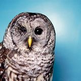 Tiere: Fotostrecke: In guten Händen - Bild 6