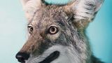 Tiere: Fotostrecke: In guten Händen - Bild 8