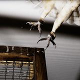 Tiere: Fotostrecke: In guten Händen - Bild 10