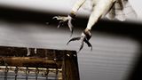 Tiere: Fotostrecke: In guten Händen - Bild 10