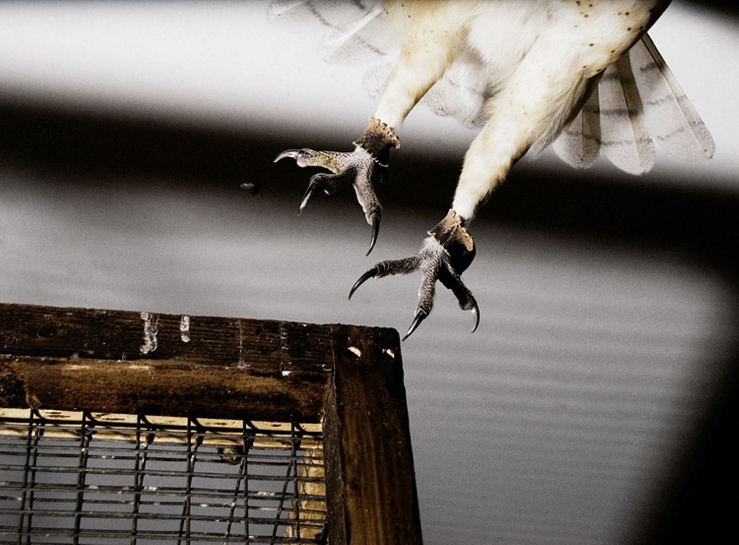 Tiere: Fotostrecke: In guten Händen - Bild 10