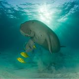 Scheue, sanfte Riesen