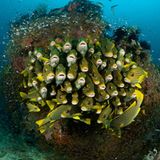 Eine Wand aus Mäulern